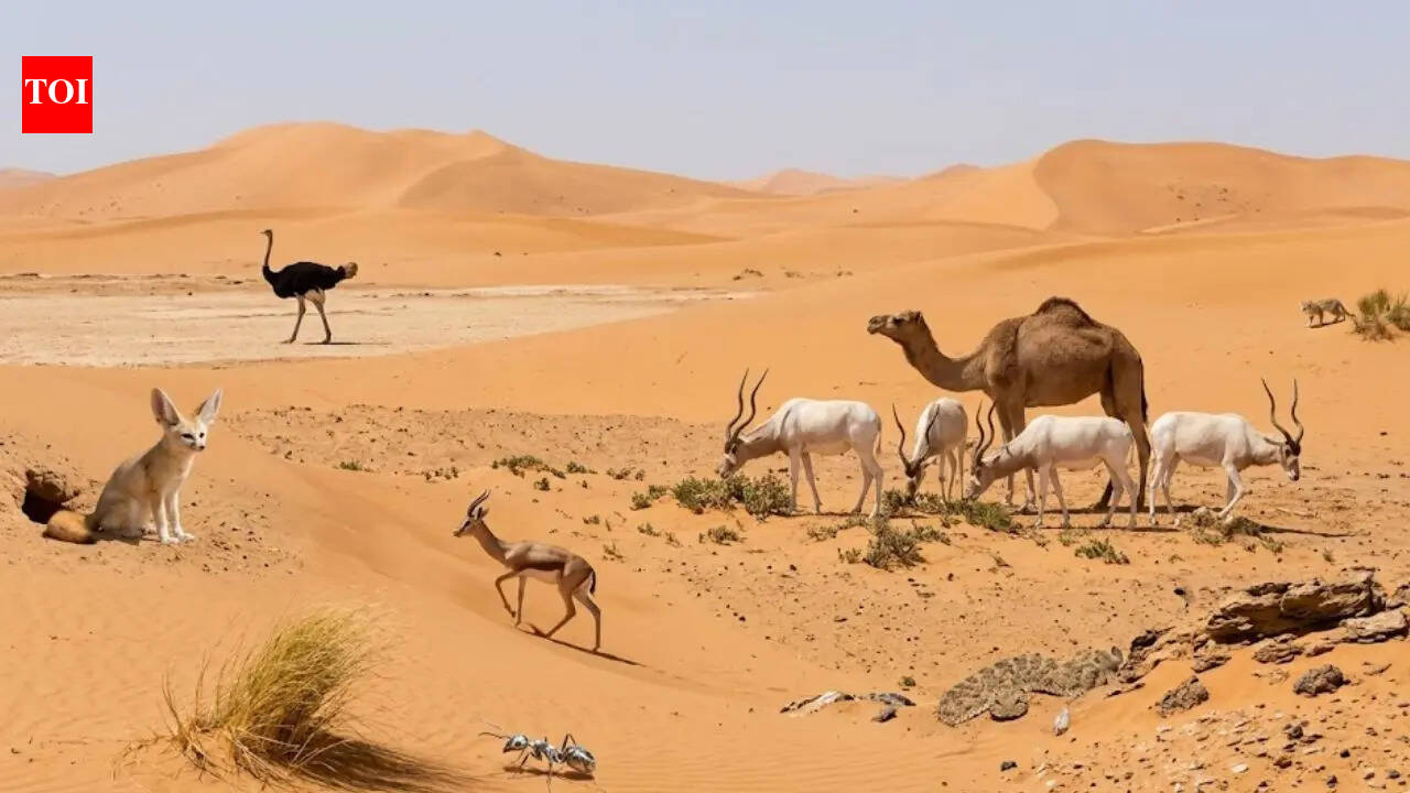 8 animals that thrive in the harsh Sahara Desert