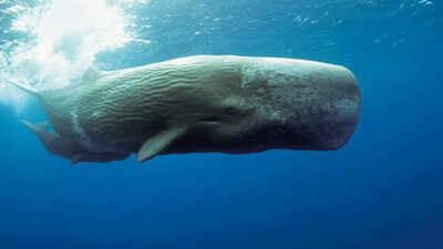 Why whale vomit is worth millions to humans and you could be wearing it right now