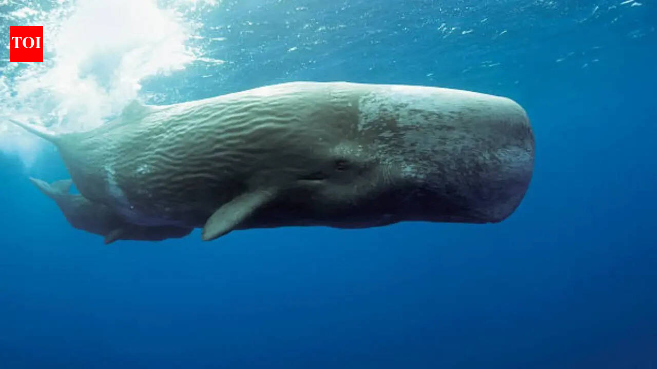 Why whale vomit is worth millions to humans and you could be wearing it right now