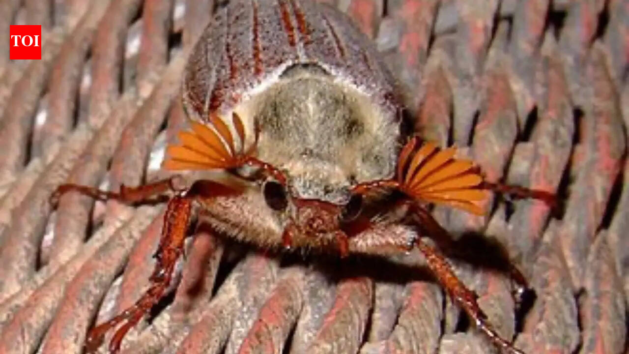Why cockchafer antennae look like tiny fans and what they actually do