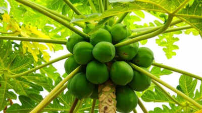 A complete guide to growing papaya at home