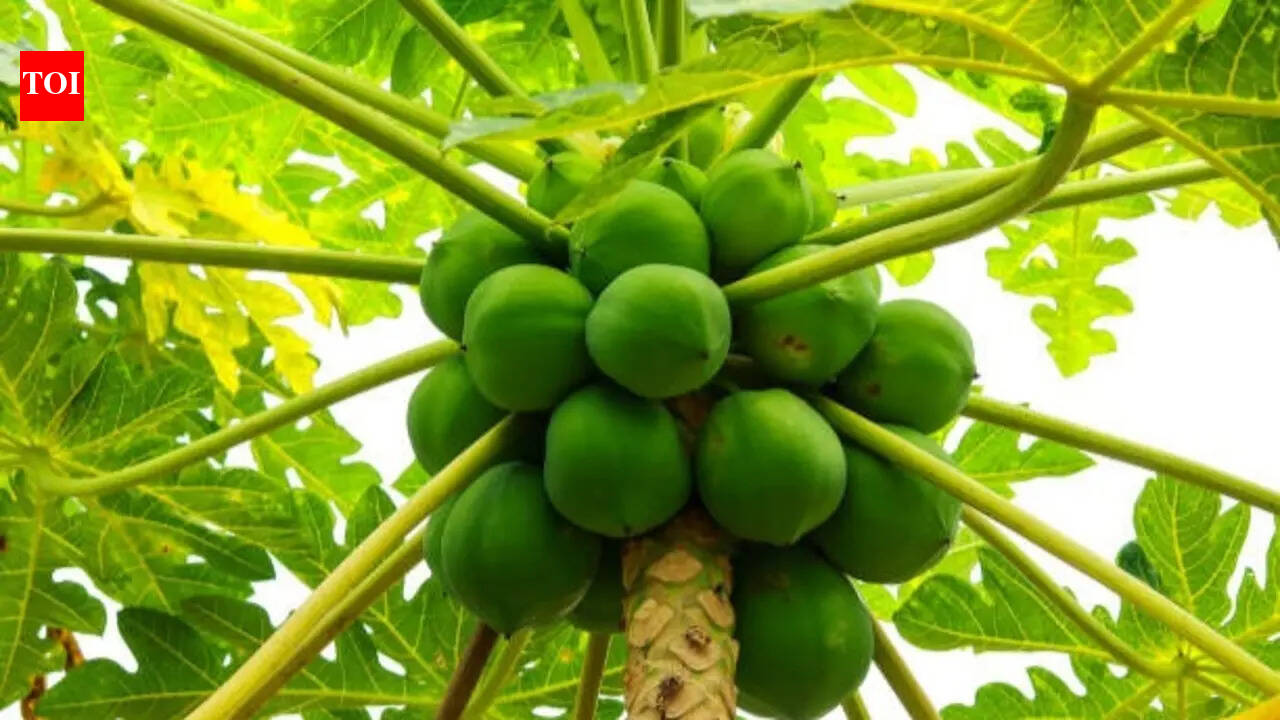 From seed to harvest: A complete guide to growing papaya at home