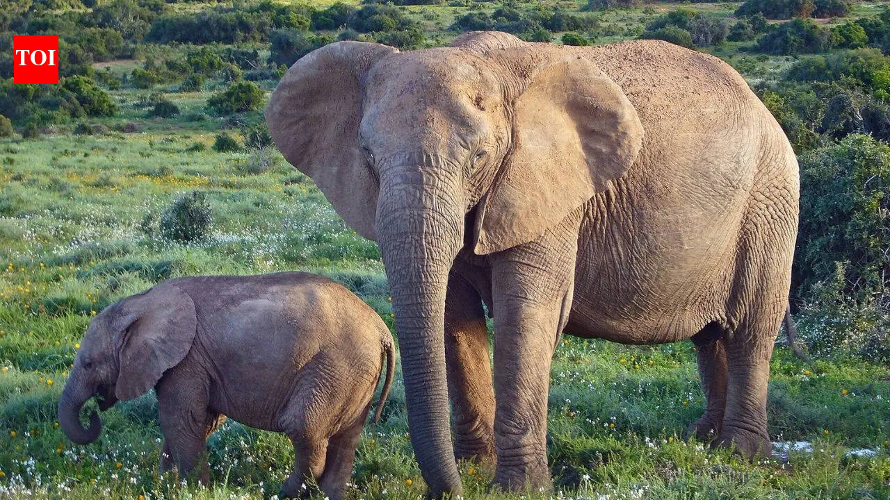 African elephants are becoming genetically isolated, and humans are the reason