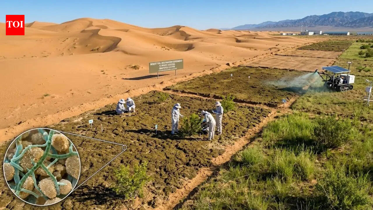 Chinese researchers turn desert sand into fertile soil in just 10 months using cyanobacteria