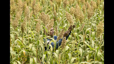 Subsidised govt seeds delay hits ‘garma’ crop sowing