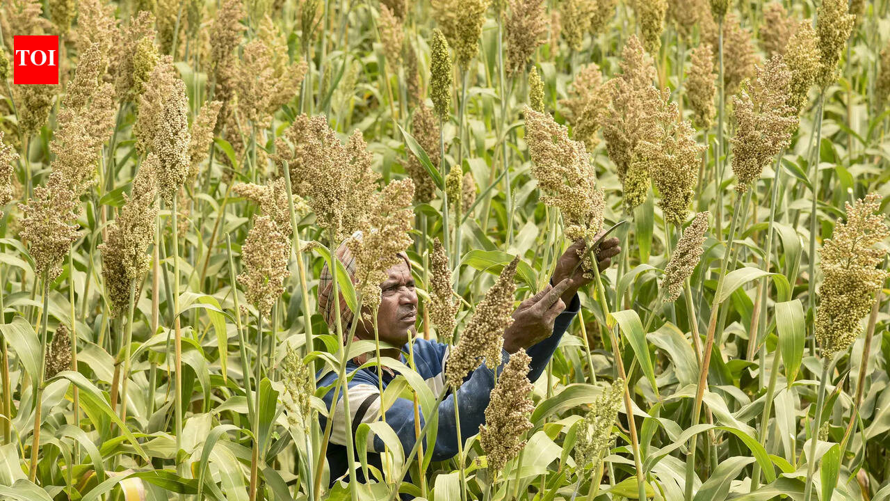 Subsidised govt seeds delay hits ‘garma’ crop sowing