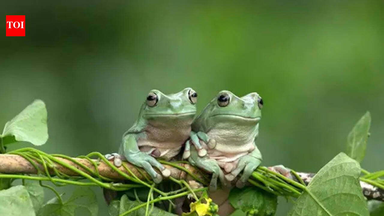 Over 1,000 toads feared dead after Welsh reservoir drained: What causes mass amphibian deaths?