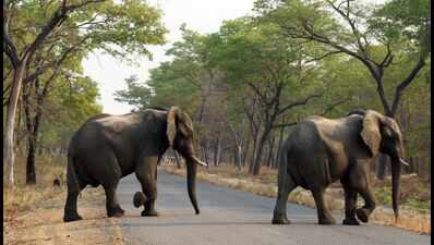 Mahua season turns deadly in Chhattisgarh: Elephant, wild cat, bear attacks leave two dead, one critical