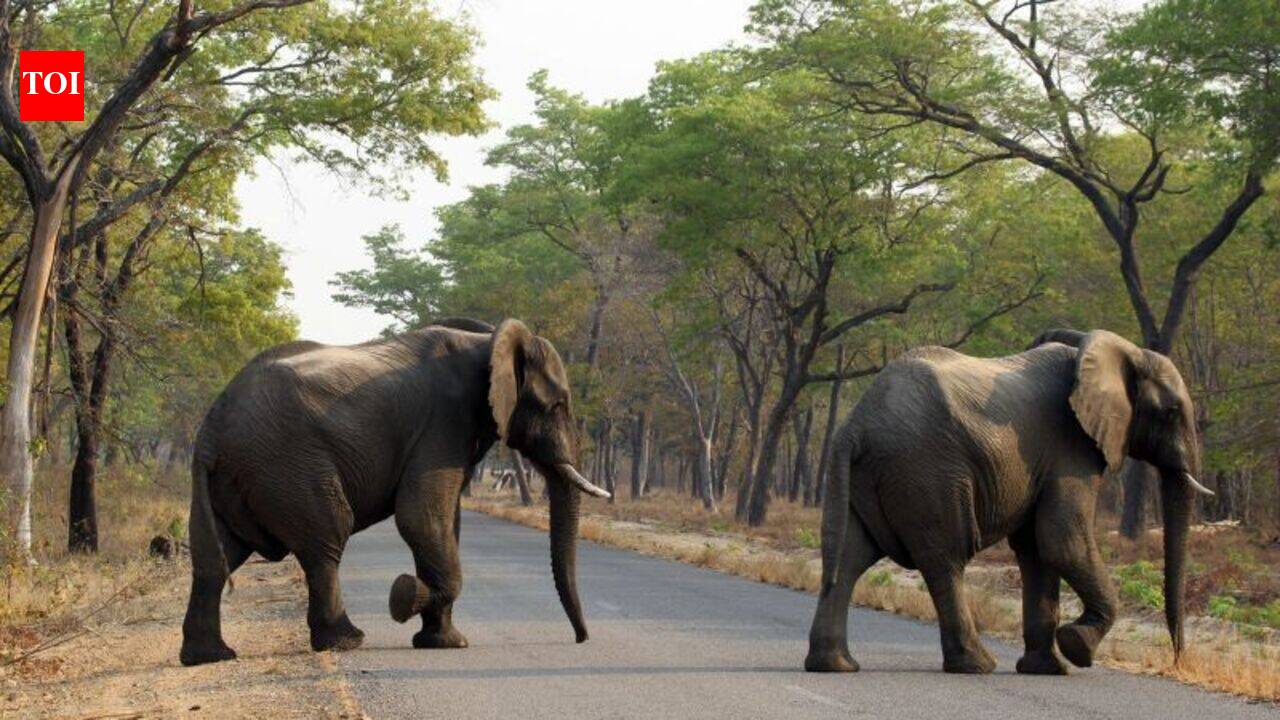 Mahua season turns deadly in Chhattisgarh: Elephant, wild cat, bear attacks leave two dead, one critical