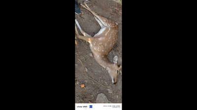 Dogs maul deer to death in Palamu