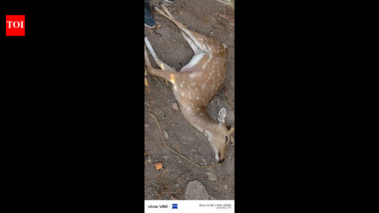 Dogs maul deer to death in Palamu