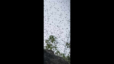 Wild bees kill Hisar farmer