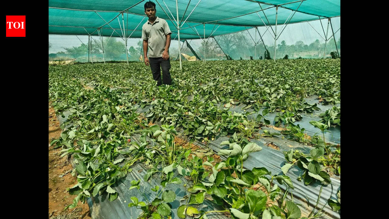 Govt support, natural farming help Hazaribag farmers earn sustainable income