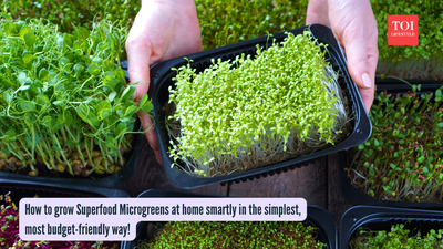 How to grow Superfood Microgreens at home smartly in the simplest, most budget-friendly way!