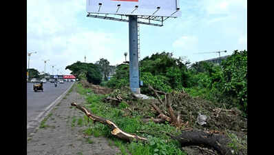 Trees allegedly poisoned to make way for hoardings in Navi Mumbai