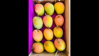 Mango prices soar as production dips in Karnataka