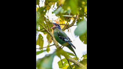 Poll duty takes toll on birders, hits Bengal’s summer avian count