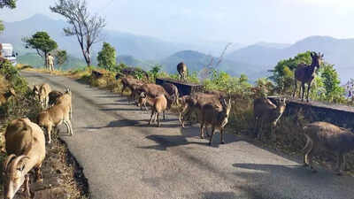 Eravikulam National Park reopens to massive crowds