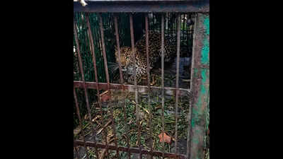 Leopard captured at Daimukhia Tea Estate in Tinsukia