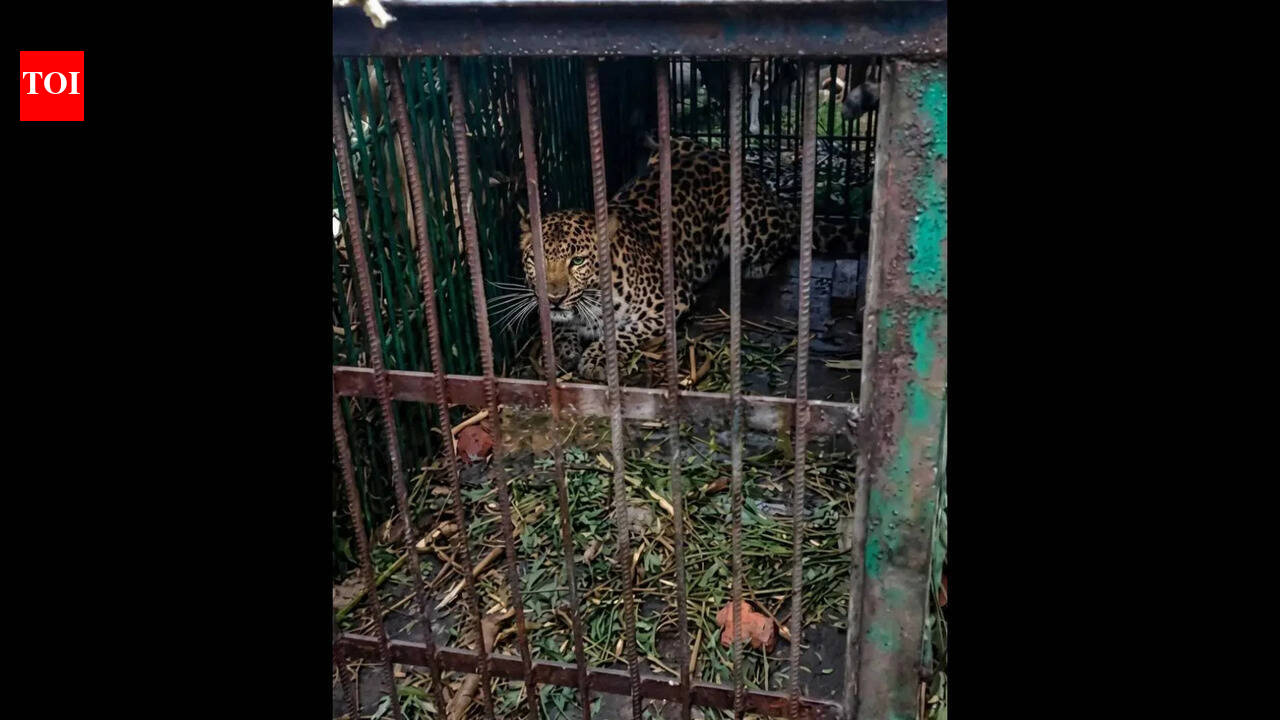 Leopard captured at Daimukhia Tea Estate in Tinsukia