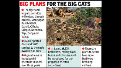 Guj forest dept to create corridors for tigers, cheetahs and leopards
