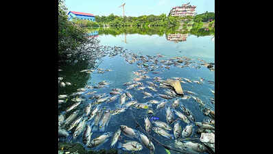 HC takes suo motu cognizance of dead fish in Mala lake