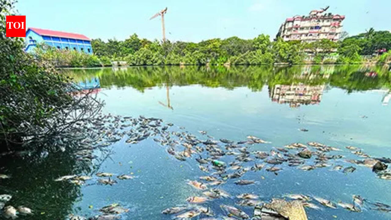 HC takes suo motu cognisance of dead fish in Mala lake
