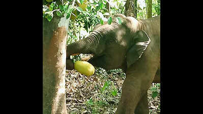 Omkar returns to Maharashtra after straying into Goa