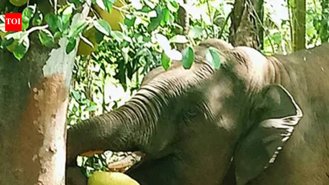 Omkar returns to Maharashtra after straying into Goa