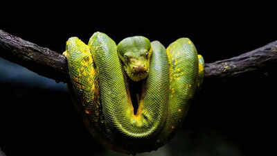 The Australian vibe: Where man and wild are in harmony