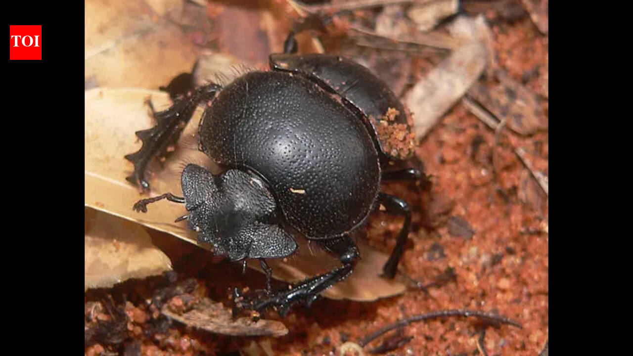 Dung Beetles: Appearance, habitat, and why they matter to ecosystems