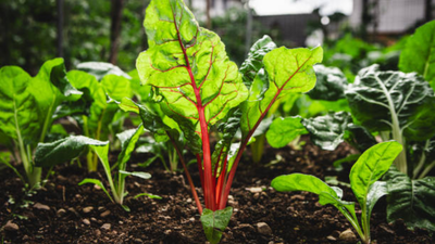 How to grow Rhubarb at home (even if you're new to gardening) - The ...