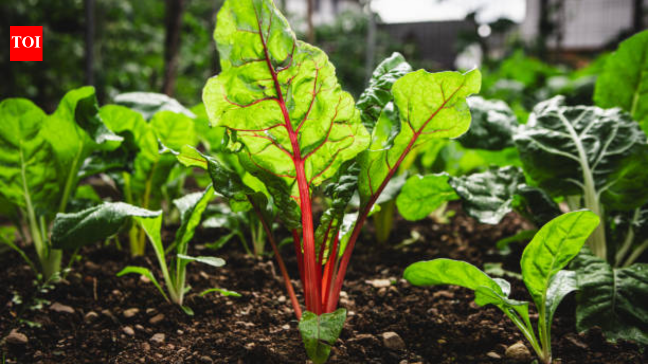 How to grow Rhubarb at home (even if you're new to gardening) - The Times of India