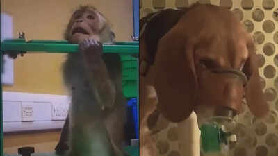 Pictures from UK labs expose animal cruelty involved in fat jabs testing: 'Not science; cruelty and abuse