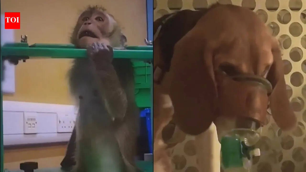 Pictures from UK labs expose animal cruelty involved in fat jabs testing: 'Not science; cruelty and abuse'