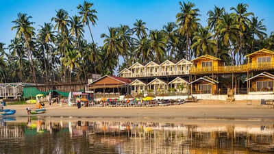 How to care for coconut trees at home: 5 essential tips