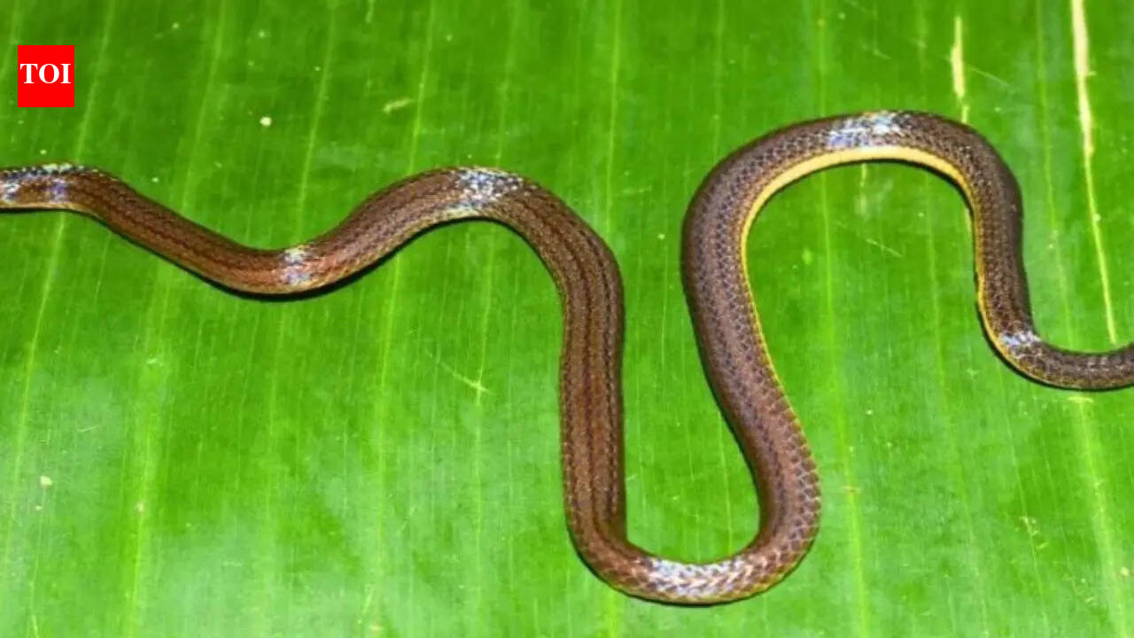 New snake species Calamaria garoensis discovered in Meghalaya