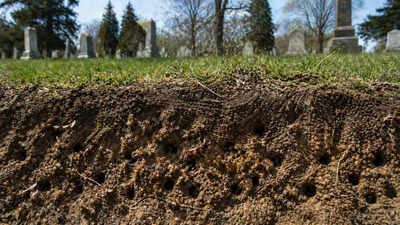 5.5 million bees were found underground in a New York cemetery, and scientists are stunned by the hidden colony
