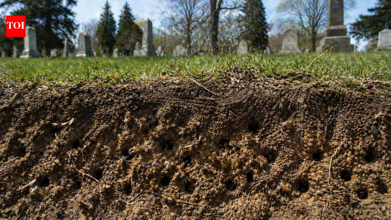 5.5 million bees were found underground in a New York cemetery, and scientists are stunned by the hidden colony
