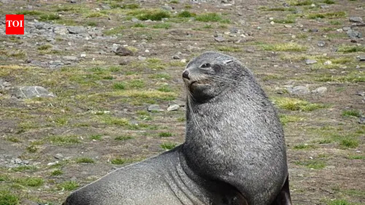 The Antarctic Seal that sings like a synthesiser