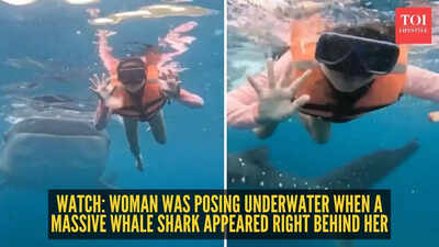 Watch: Woman was posing underwater when a massive Whale Shark appeared right behind her
