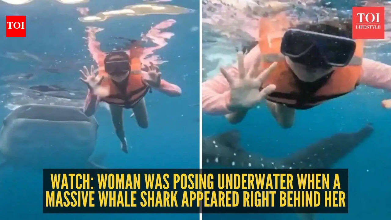 Watch: Woman was posing underwater when a massive Whale Shark appeared right behind her