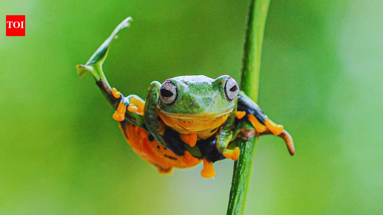 Animals in India that can fly — and they’re not birds: Where to find them