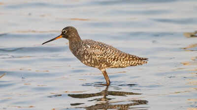 Winter birds depart, but NCR wetlands come alive as summer migrants arrive
