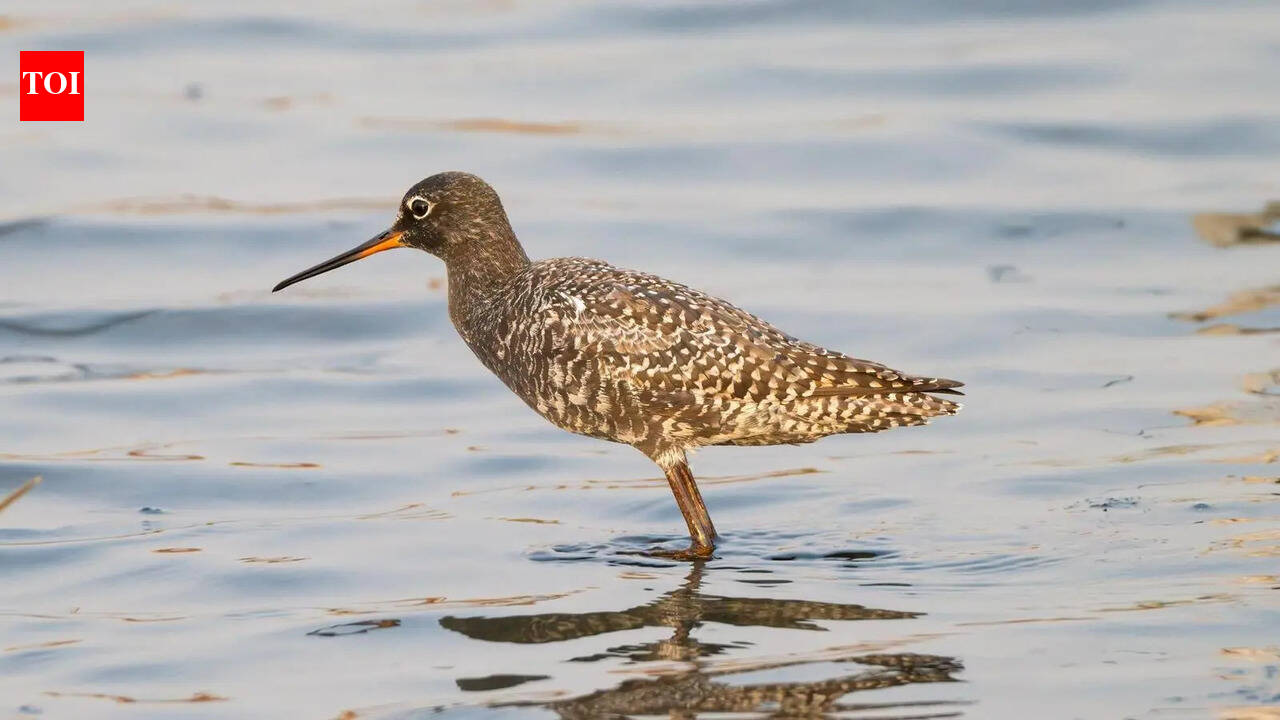 Winter birds depart, but NCR wetlands come alive as summer migrants arrive