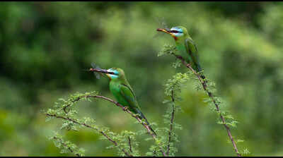 Winter birds depart, but NCR wetlands come alive as summer migrants arrive