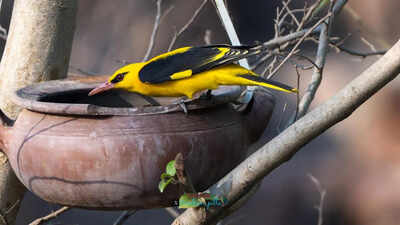 Winter birds depart, but NCR wetlands come alive as summer migrants arrive