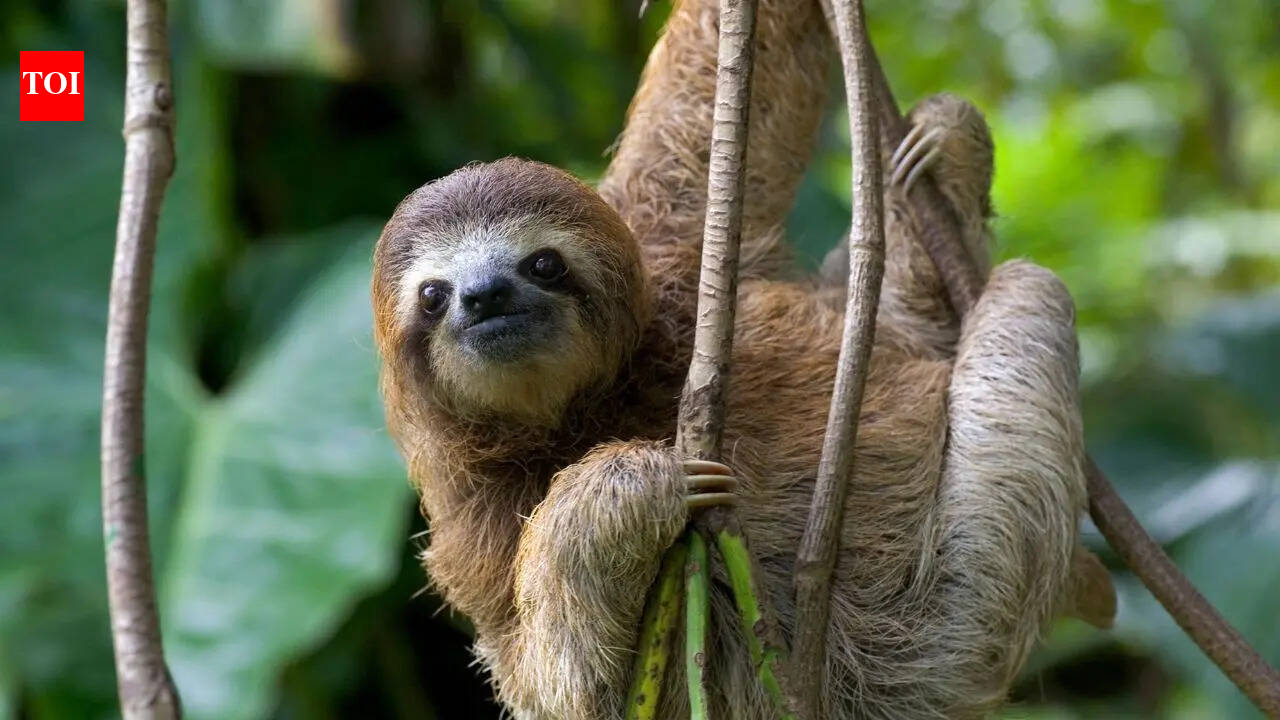 The survival strategy of sloths: How camouflage and stillness protect them from predators