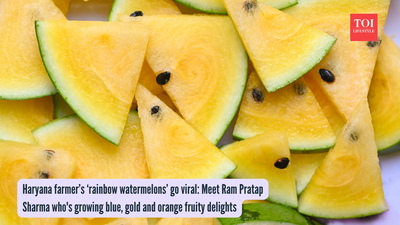 Haryana farmer’s ‘rainbow watermelons’ go viral: Meet Ram Pratap Sharma who's growing blue, gold and orange fruity delights