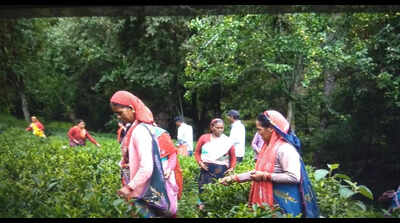 Bageshwar admin begins direct local sale of Kausani tea